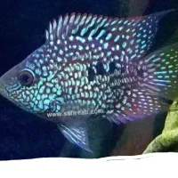 تخفیفات ماهی زینتی