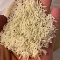 برنج نیم دانه و سالم هاشمی امساله|خوردنی و آشامیدنی|رشت, سعدی (تختی)|دیوار