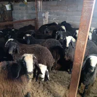 بره نر شیرمست شال