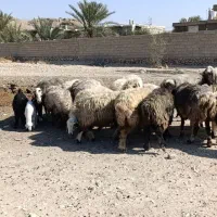 میش و شیشک بره داری اصل داشتی|حیوانات مزرعه|جره و بالاده, |دیوار