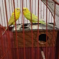 مرغ عشق مولد سالم سلامت|پرنده|بومهن, |دیوار