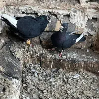 کفتر جفتی قره سیاه کرمانی پشت گراف ساده