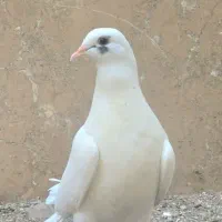 دو عدد کبوتر تزئینی پرپا دم چتری زیبا|پرنده|قم, پردیسان|دیوار
