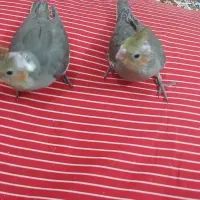 عروس هلندی به شرط سالمی