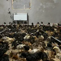 جوجه محلی گلپایگان