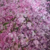 گل محمدی