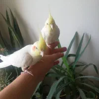 عروس هلندی بالغ