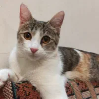 واگذاری رایگان گربه