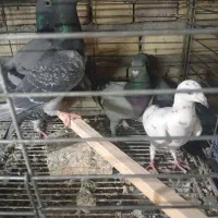 کفتر پلاکی200