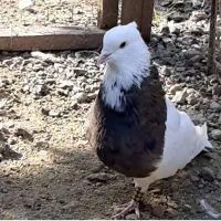 طوقی نر کرمانشاهی بلند و کشیده بدون غلط