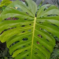 مانسترا زرد