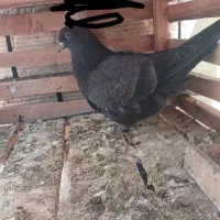 جوجه زاغ