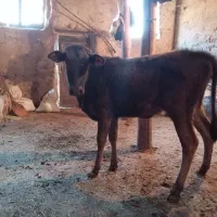 یک عدد گوساله ماده