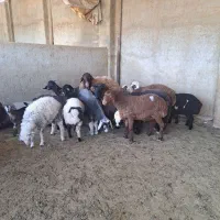 کهره و بره بز میش کشتار در محل داریم