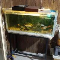 ماهی کوی مفت مفت