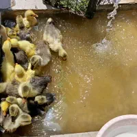 جوجه  قوغاز