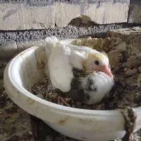 کفتر طوقی|پرنده|زاویه, |دیوار