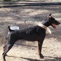 دوبرمن ماده|سگ|مرودشت, رامجرد یک|دیوار