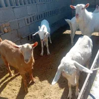 بزغاله سانن کل اصل|حیوانات مزرعه|فریمان, |دیوار