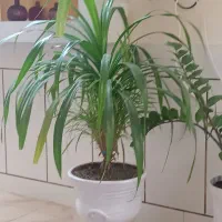 گل پاندانوس