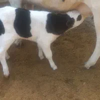 گاو شیری با گوساله نر سمینتال|حیوانات مزرعه|کرباسک, |دیوار