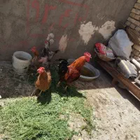مرغ و خروس