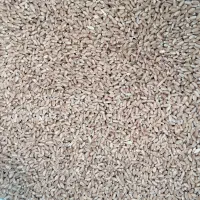 بذر گندم پیراگم