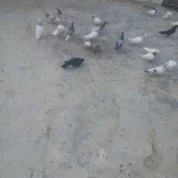 تعدادی کبوتر قیمتی درجه ۱