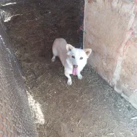 توله سگ دورگ مالینیوز و سگ پاکوتاه|سگ|یزد, |دیوار