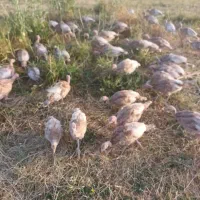 بوقلمون|حیوانات مزرعه|کامیاران, |دیوار