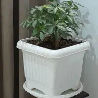 گل اپارتمانی|گل و گیاه طبیعی|مشکیندشت, |دیوار