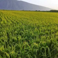 برنج شمیم هاشمی و فجر|خوردنی و آشامیدنی|شیراز, جانبازان|دیوار