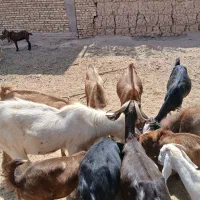 کره چپش ماده ونر کم سن و سال مال بز خودم