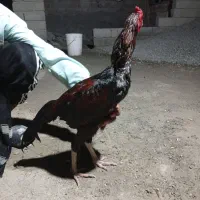 لل خروس نسل دار|حیوانات مزرعه|میناب, |دیوار