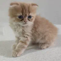 گربه پرشین و اسکاتیش|گربه|درگهان, |دیوار