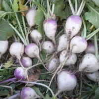 شلغم|خوردنی و آشامیدنی|گلبهار, نوبهار|دیوار