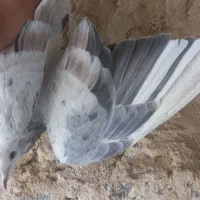 کبوتر هفرنگ ماده لکه دار کاشمر