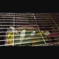 ۲ جفت مرغ عشق مولد همراه با جوجه