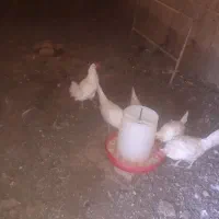 مرغ تخمگذار