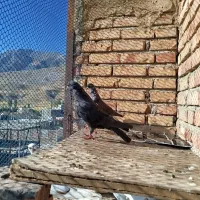 کبوتر|پرنده|ماکو, |دیوار
