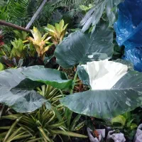 گل آپارتمانی