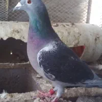 کبوتر پلاکی