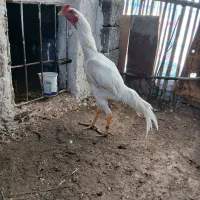 خروس لاری