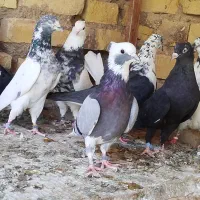 کبوتر شازده