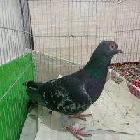 یک عدد نر مسافتی .