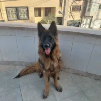 سگ ژرمن جهت کشش(جفت گیری)|سگ|یزد, |دیوار