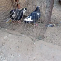 سیاه پلنگ|پرنده|گنبکی, |دیوار