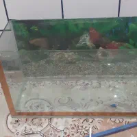 آکواریوم  باهمه وسایلش