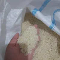 برنج محلی کشت اول بیرانشهر