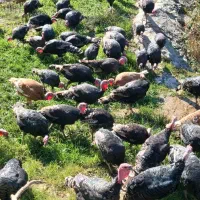 بوقلمون طبیعی